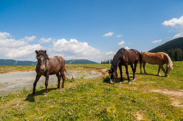Fototapeta na wymiar Wildlife on Golte, Slovenia, beautiful nature