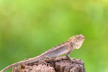 Closeup of Changeable lizard on tree