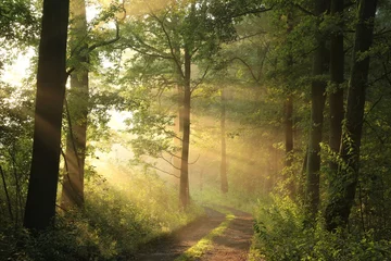Gordijnen Landweg door het bos op een mistige lenteochtend © joda