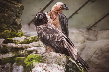 pare of vulture birds siting