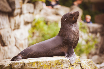 Naklejka premium sea lion seal posing on rock