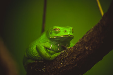 green frog sleeping on branch
