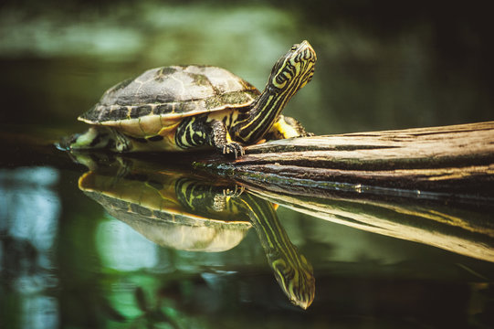 turtle sitting on branch reflection in water