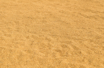 Fototapeta na wymiar dry rice on canvas after harvesting