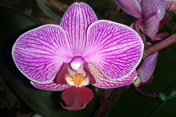 Fototapeta na wymiar Phalaenopsis, Orchidee