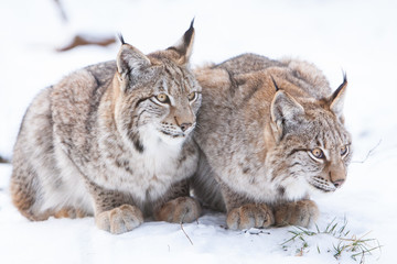 two watchful lynx