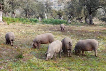 Group of Iberian pig in the meadow