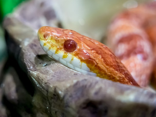 Scaleless Corn Snake looking for something