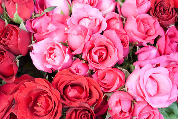 Roses background.