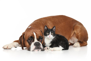 Dog and Cat together on white background
