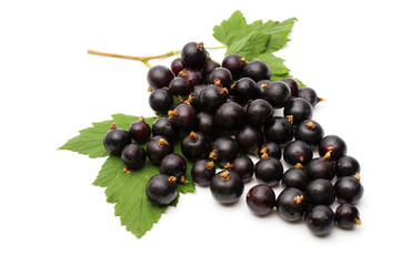 Black currant