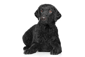 Curly coated retriever