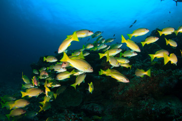 Naklejka na ściany i meble School yellow fish: Goatfish