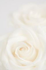 Ivory roses close up