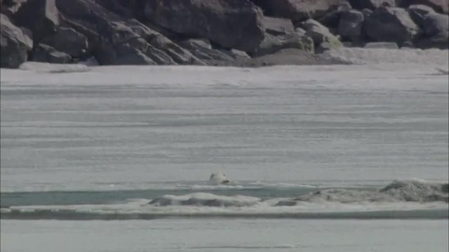 Polar Bear Ice Swim Coastline