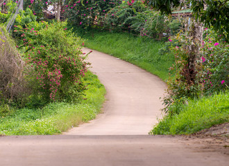 Country road with trees