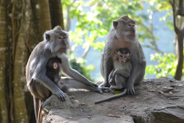 Indonesia, bali: foresta delle scimmie