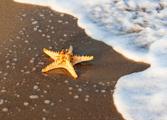 Shell on tropical beach