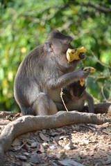 Indonesia, bali: foresta delle scimmie