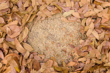 grass frame of dry leaves on the ground