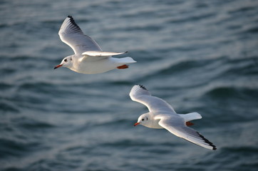 Seagulls Flying on the Sea, Seagull, Seagull Flying