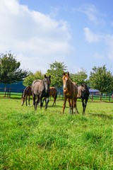 Mehrere Hannoveraner Pferde auf einer gr&uuml;nen Wiese