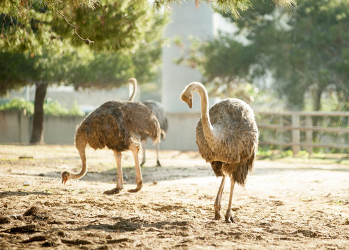 ostriches in safari park