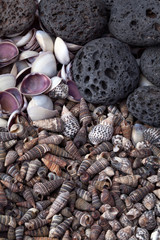 Stones and shells