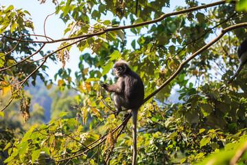 Dusky Langur sitting on tree branch