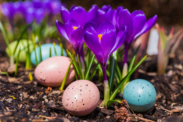 Crocus Flowers and Easter Eggs