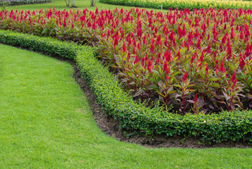 red Celosia argentea