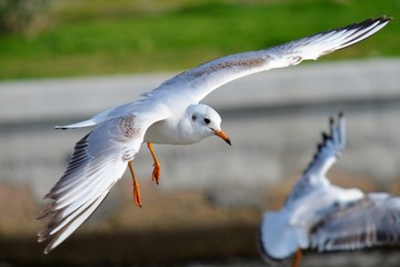 Seagull Flying,Seagull, Gull