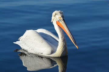 Pelican on Water, Pelican,Seabird