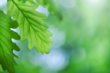 colorful background in green colors, the bokeh effect
