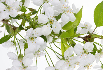 apple flowers branch on a white background