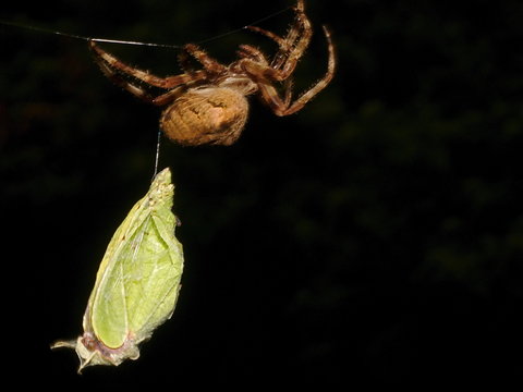 ragno con preda