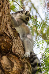 Fluffy lemur on a tree
