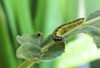 Bruco cavolo Pieris Brassicae