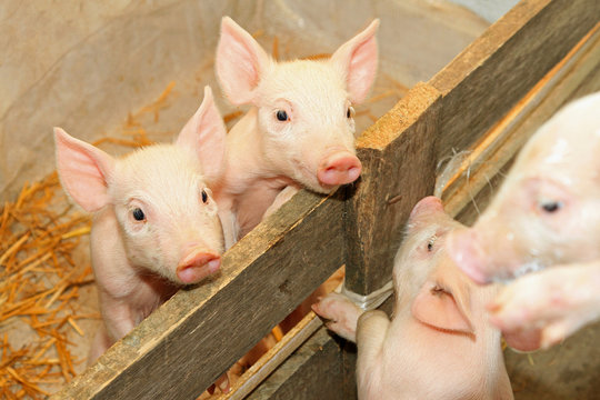 Piglets in pen