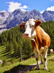 Fototapeta na wymiar cow in alps