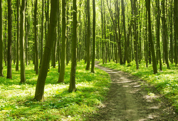 Fototapeta premium Path in green forest