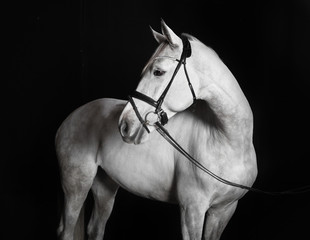 Holsteiner Pferd weiß vor schwarzem Hintergrund - 76600778