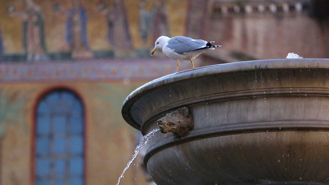 fountain with seagull walking on the edge - typical square in rome