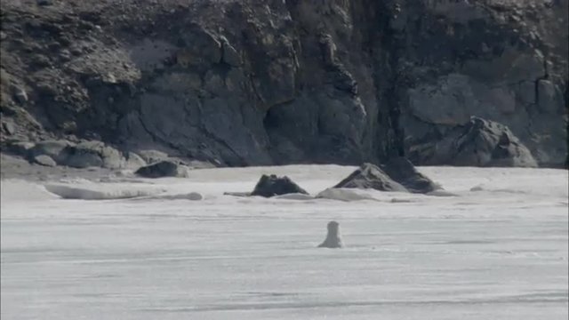 Polar Bear Ice Swim Coastline