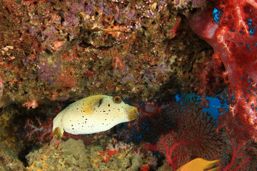 Obraz na płótnie Canvas Masked Pufferfish and coral reef
