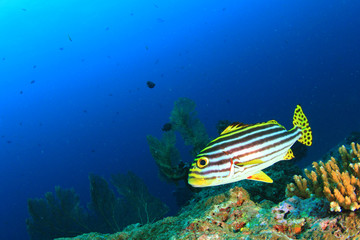 Oriental Sweetlips fish