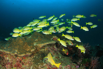 School snapper fish on coral reef