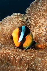 Clarke's Anemonefish (Clownfish) in anemone