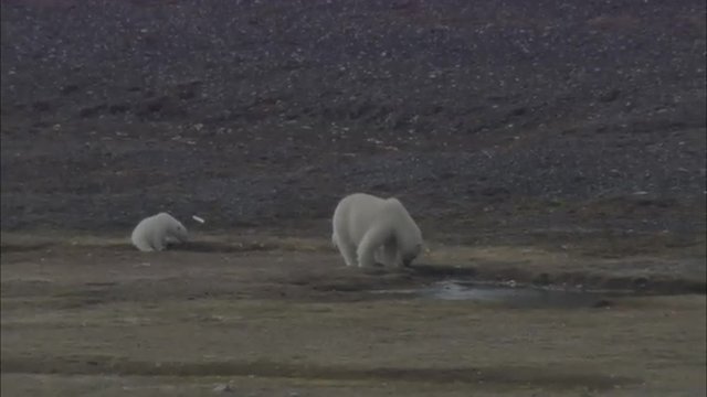 Polar Bears Norwegian Lake