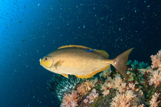 Red Rabbit Fish รูปภาพRabbitfish – เลือกดูภาพถ่ายสต็อก เวกเตอร์ และวิดีโอ1,372 | Adobe ...